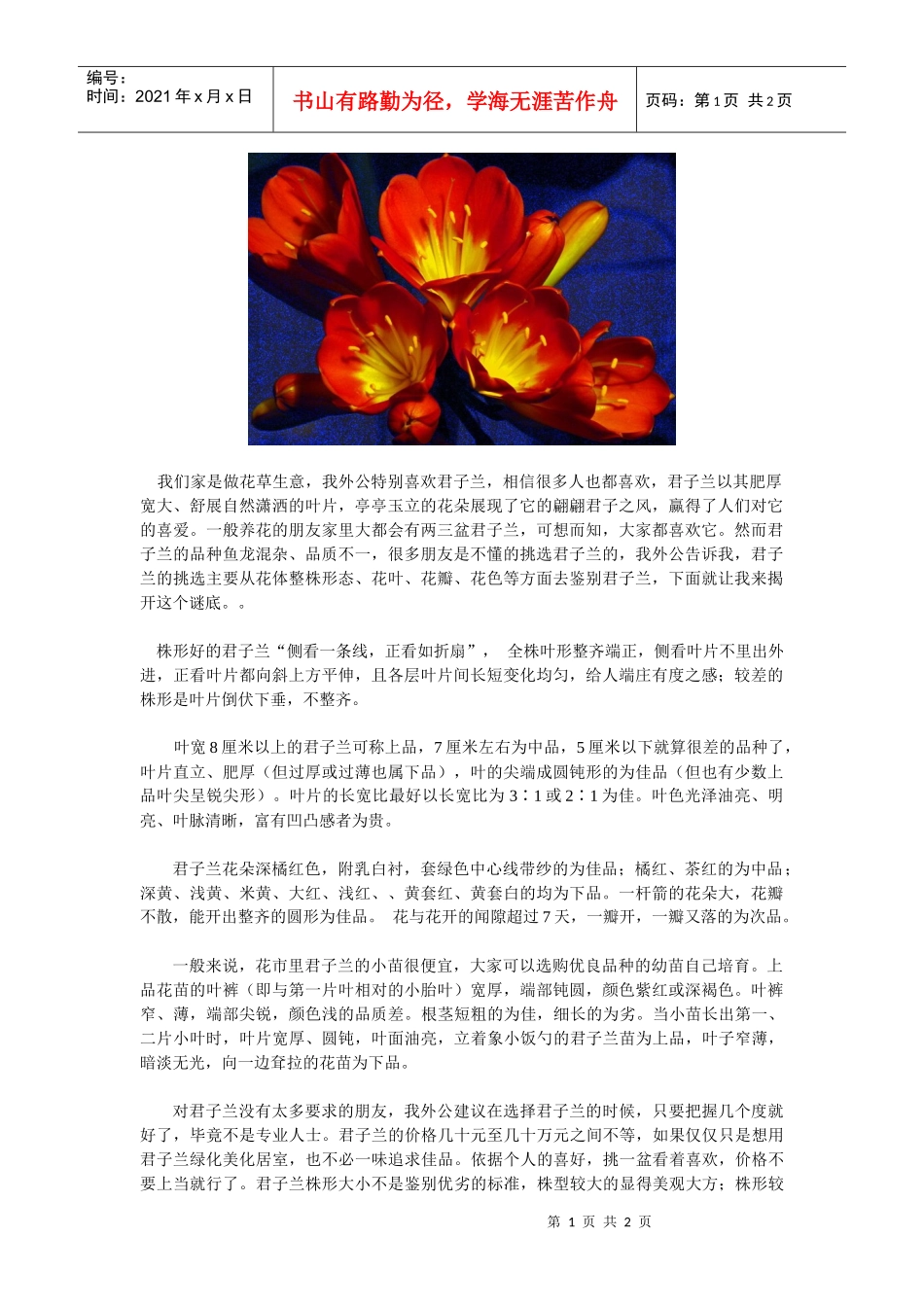 我外公的君子兰品质鉴别_第1页