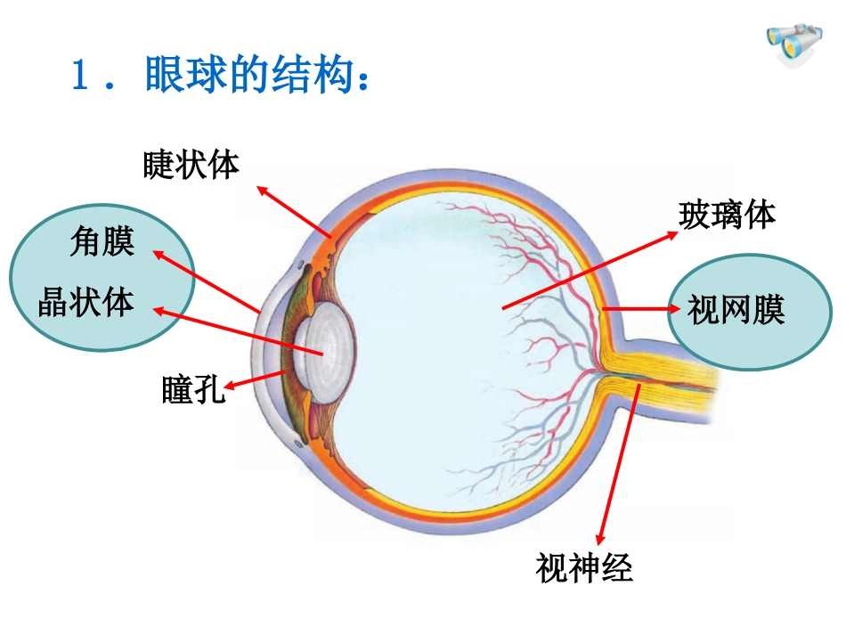 眼睛和眼镜+flash课件_第3页