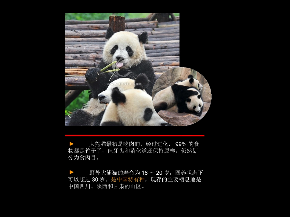 我的第一张幻灯片大熊猫_第3页