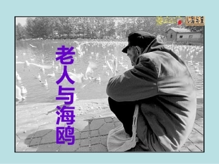 老人与海鸥课件(3)