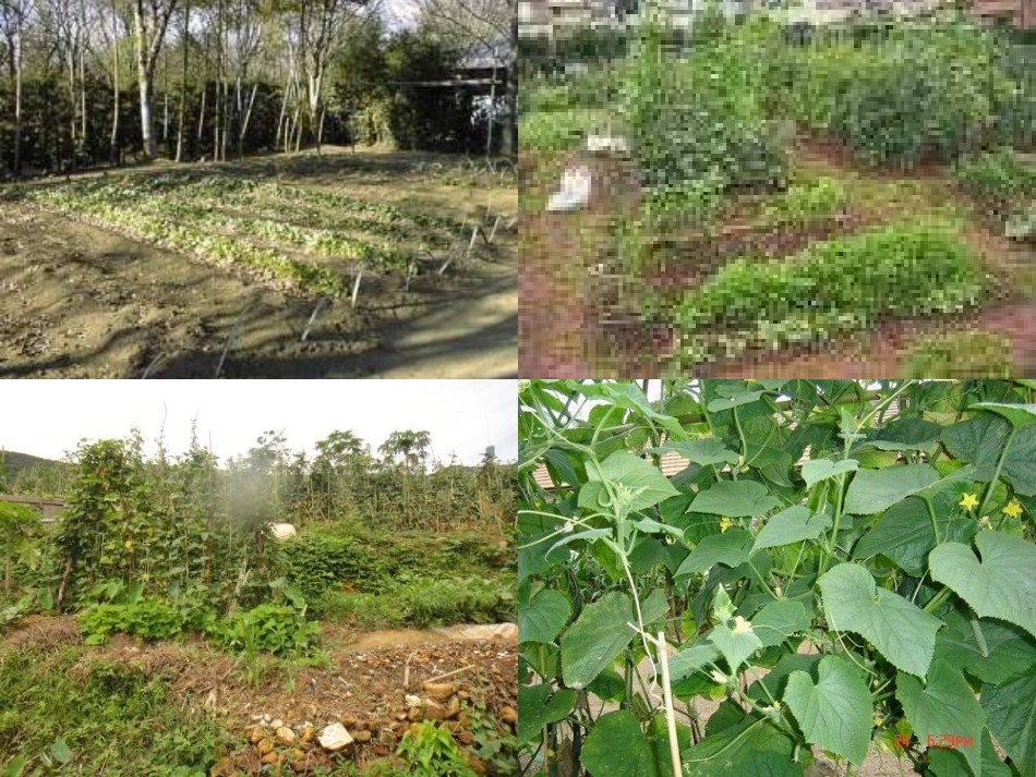 父亲的菜园（示范课）_第2页