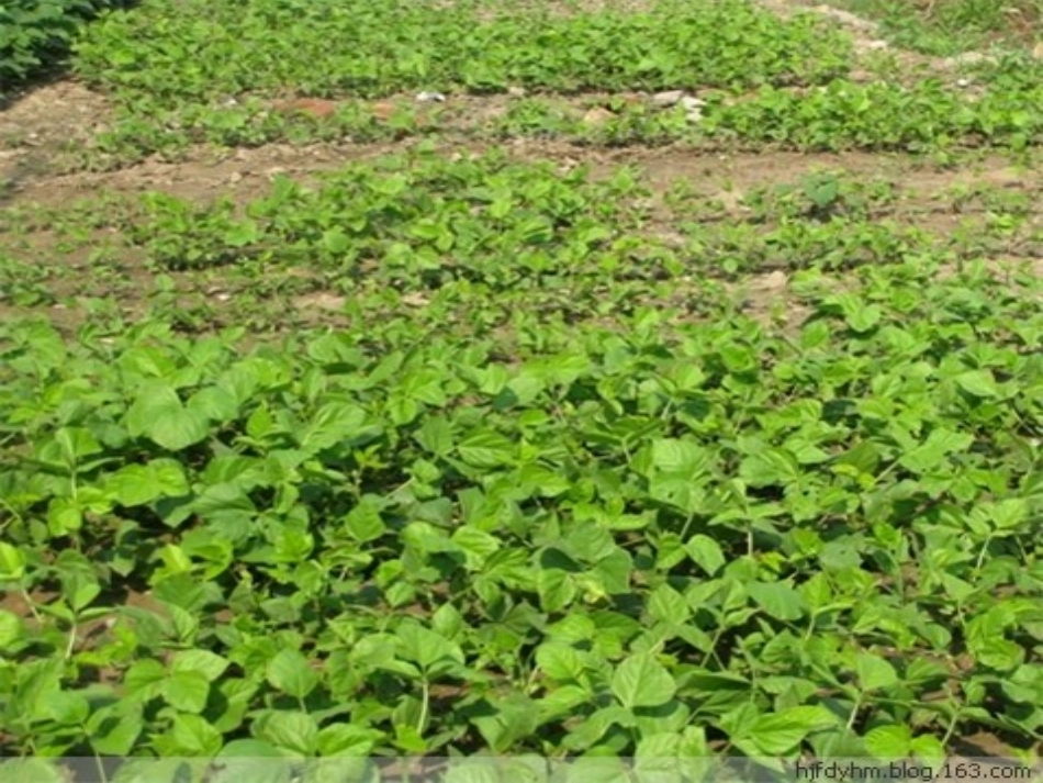 父亲的菜园（示范课）_第3页