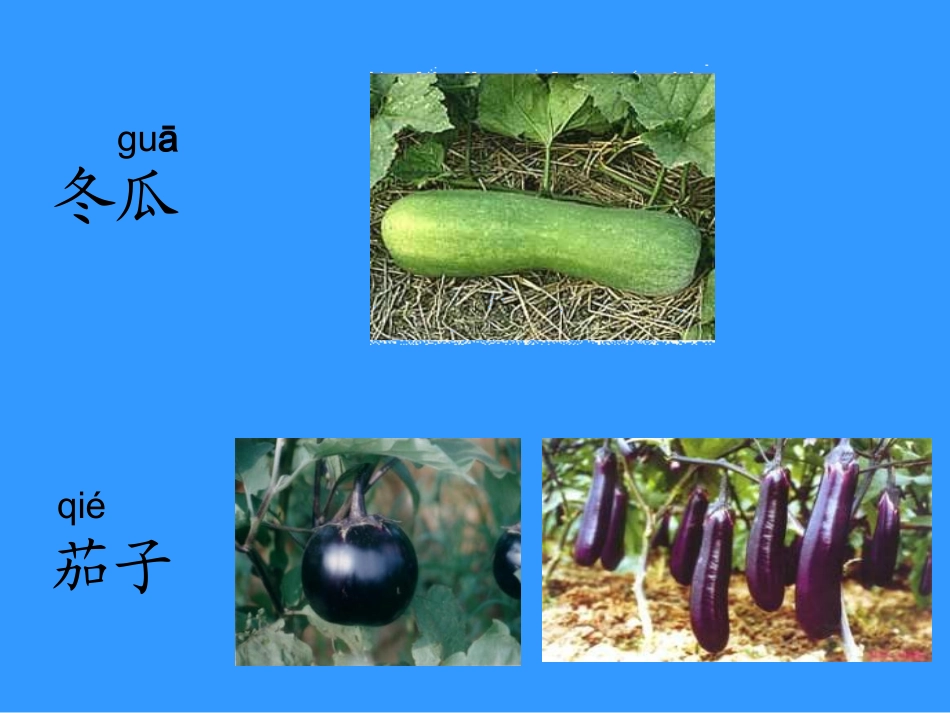 人教版小学语文一年级上册《菜园里》PPT课件_第2页