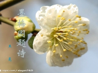 墨梅图题诗课件