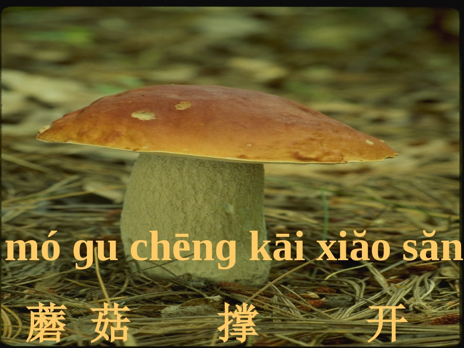 语文S一年级上册雨后的森林_第3页