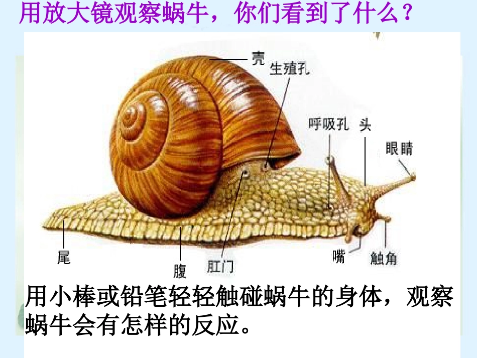 美术上册课件_蜗牛_第3页