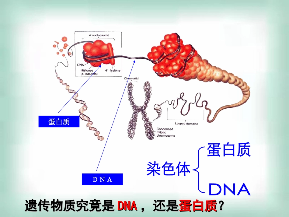 高中生物《31DNA是主要的遗传物质》课件新人教版必修2_第3页