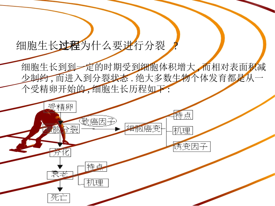 细胞的分化衰老_第2页