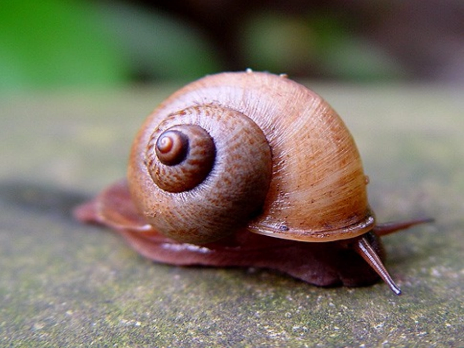 《蜗牛的奖杯》课件_第2页