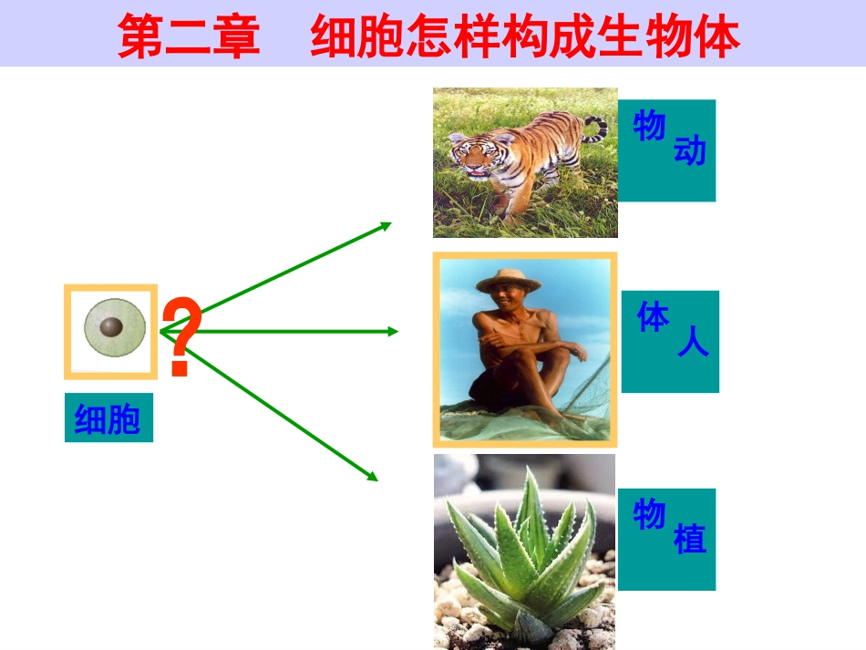 细胞构成动物体_第2页