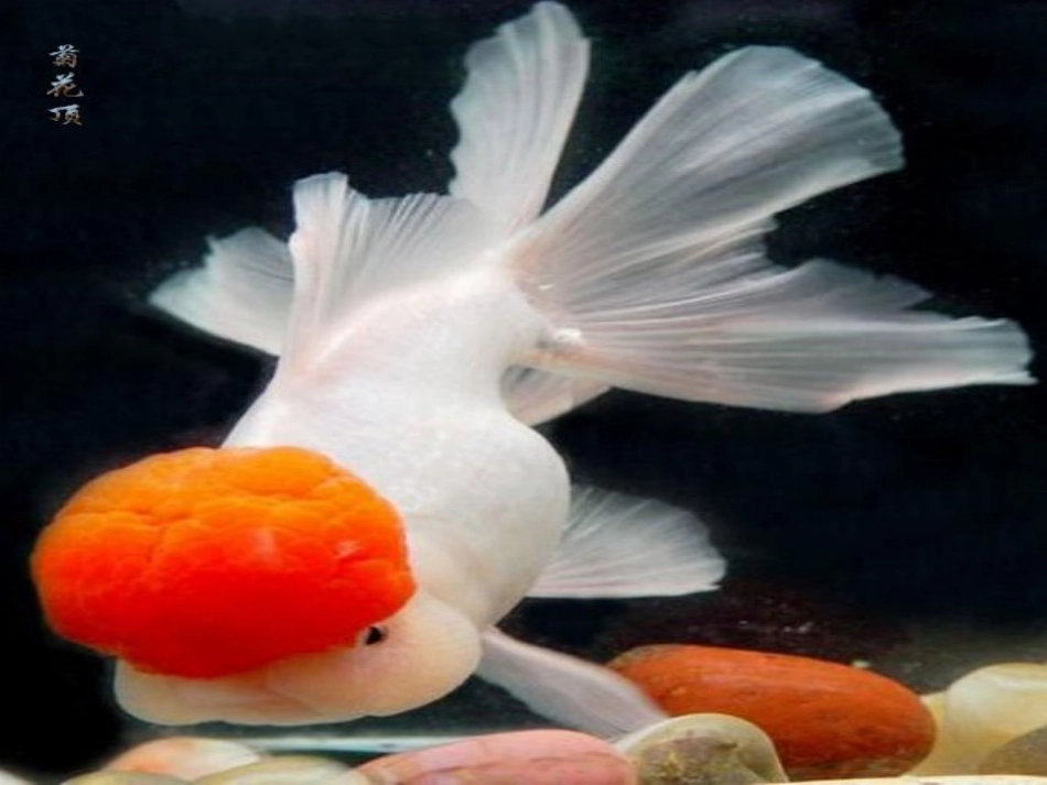 《鱼游到了纸上》课件(新) (2)_第3页