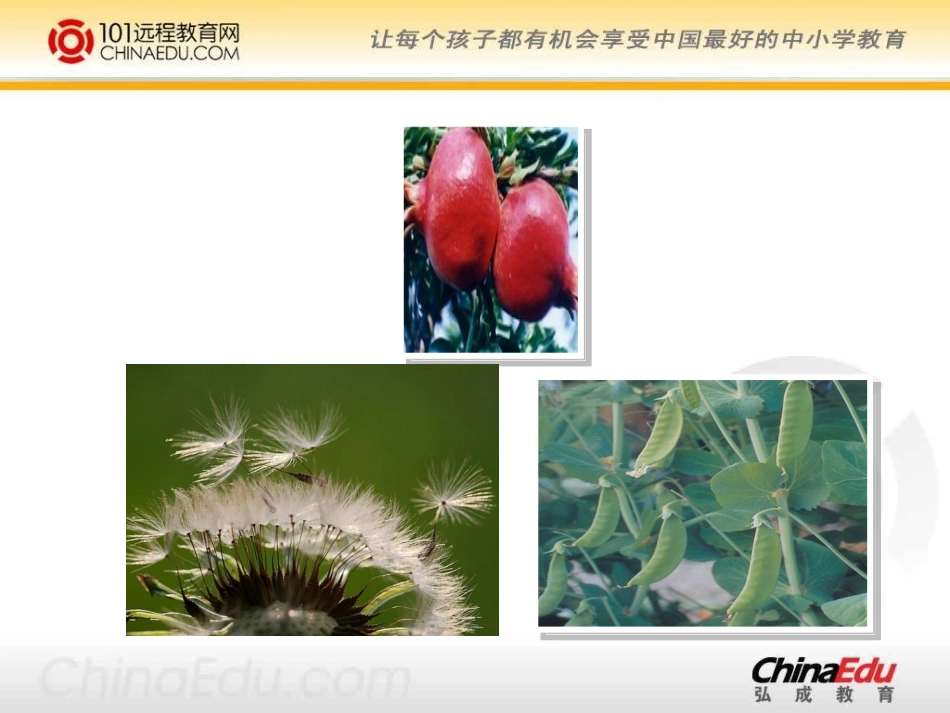 人教新课标版小学二上《植物妈妈有办法》课件_第3页
