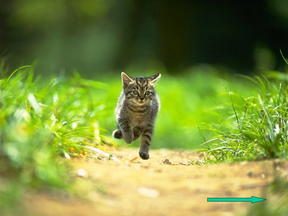 描写一种小动物1_第2页