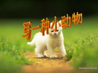 描写一种小动物1