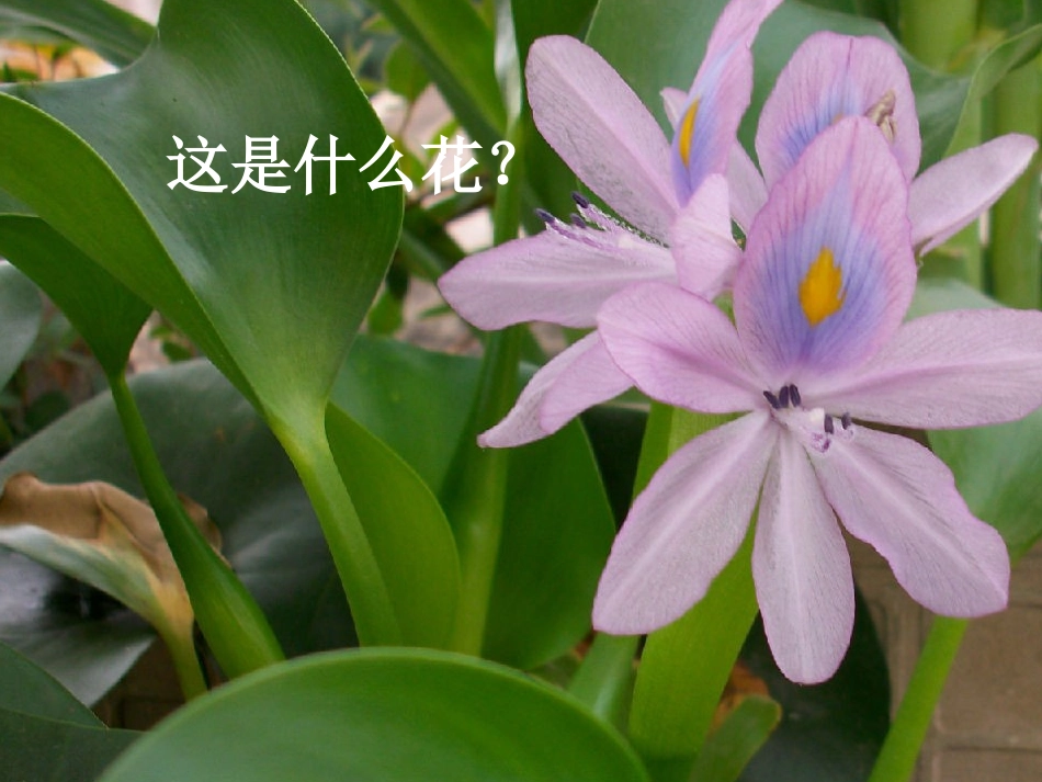 生物入侵者_____公开课(定稿)_第1页