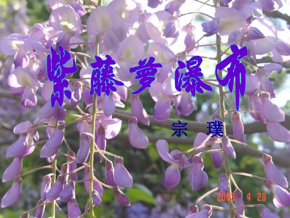 《紫藤萝瀑布》_第1页