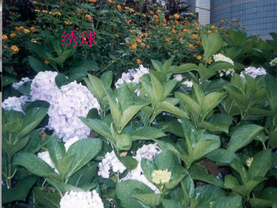 《紫藤萝瀑布》_第2页