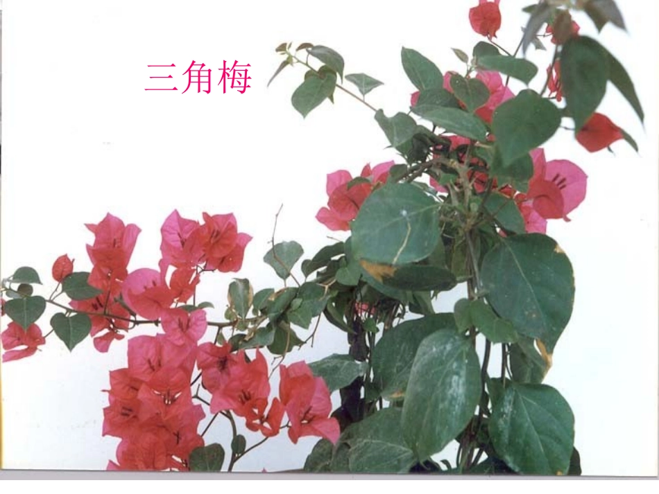 《紫藤萝瀑布》_第3页