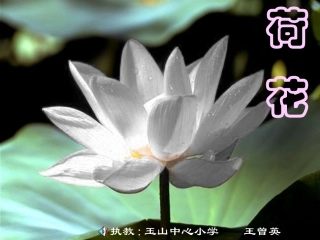 荷花教学PPT课件