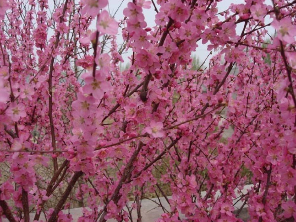 大自然的语言 (2)_第1页