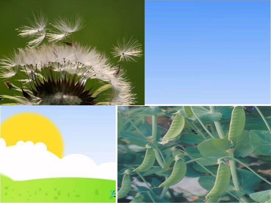 《植物妈妈有办法》教学课件3_第3页