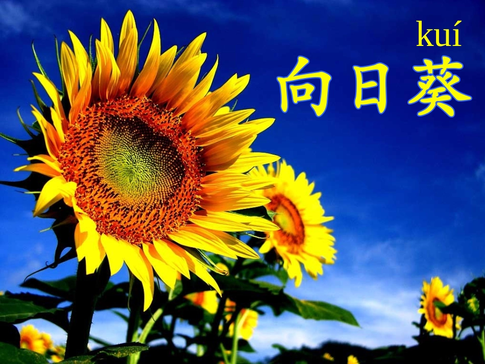 人教版二年级上册5《一株紫丁香》完整课件_第3页