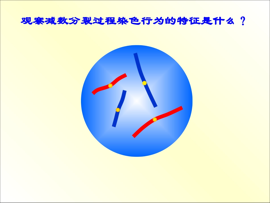 减数分裂简洁版_第3页
