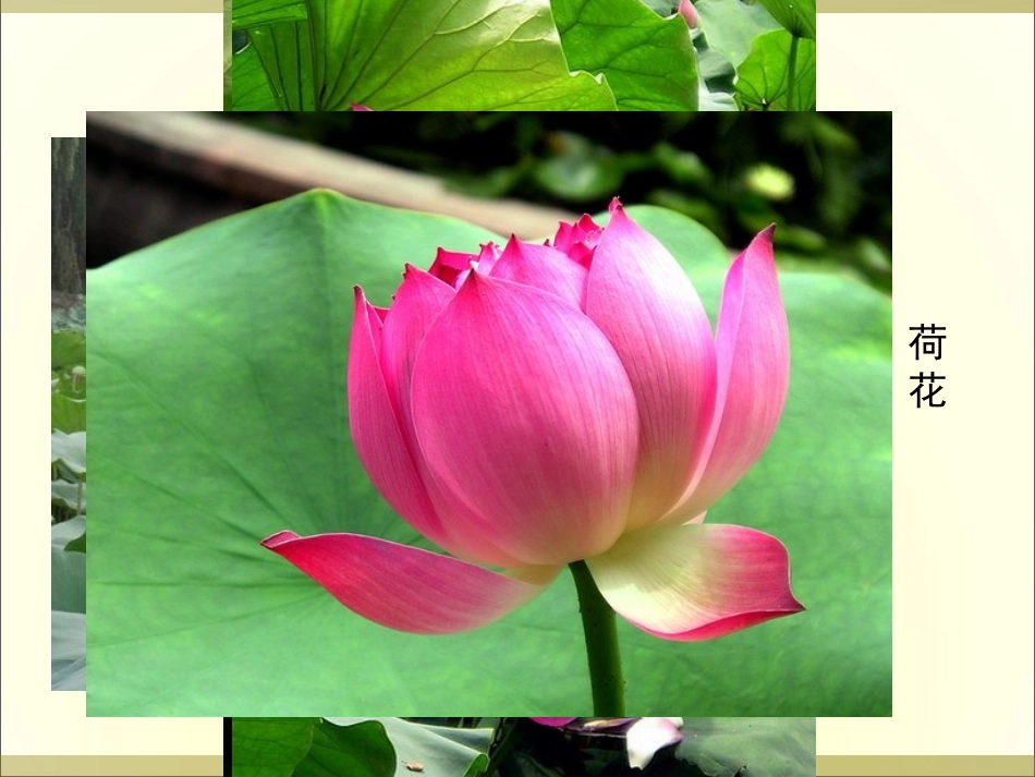 《荷塘月色》_第1页