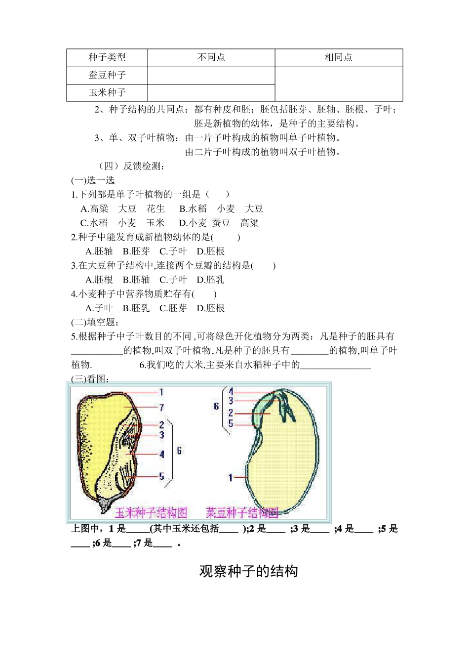 观察种子的结构教学设计_第2页
