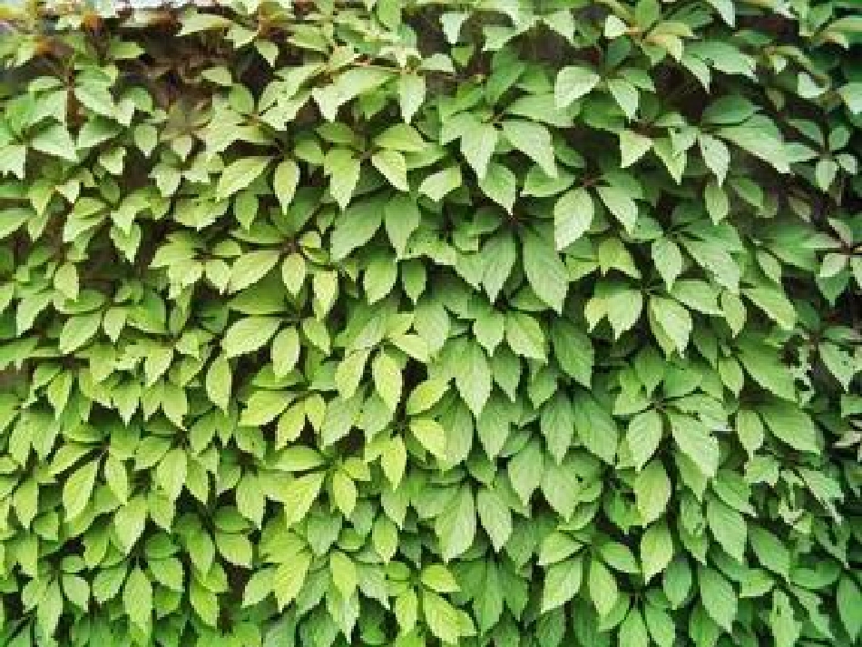 那片绿绿的爬山虎 (3)_第3页