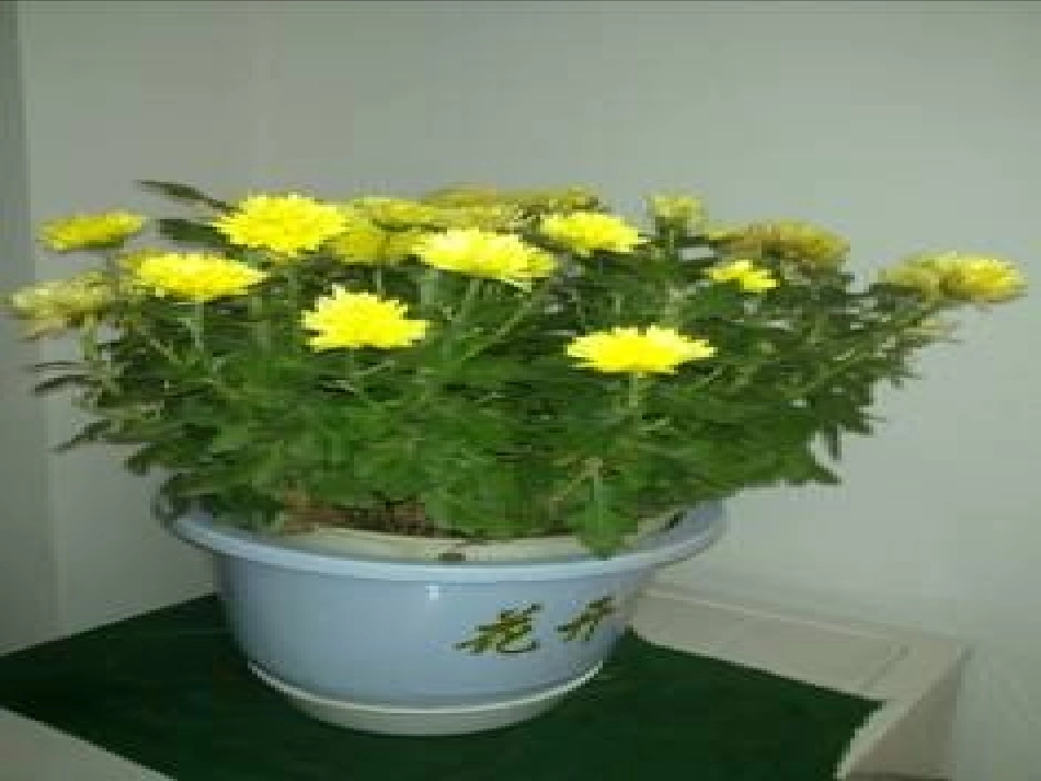 三年级上册语文园地四习作_第2页