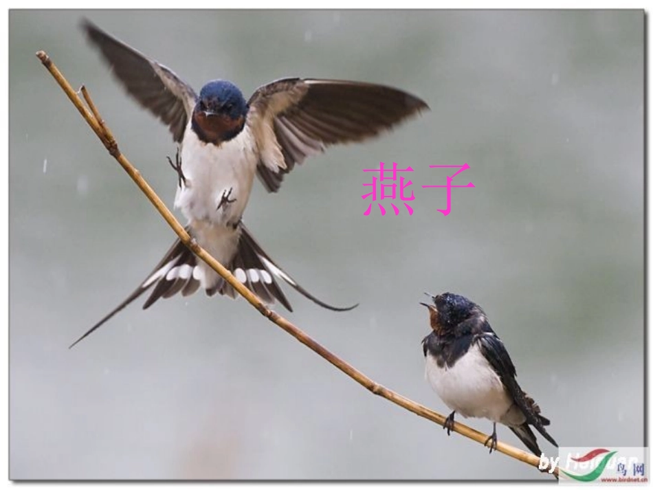 《燕子》课件_第3页