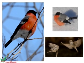 三年级语文上册《灰雀》PPT课件