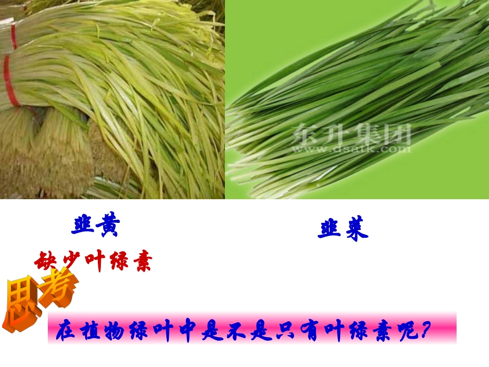 色素的提取与分离_第1页