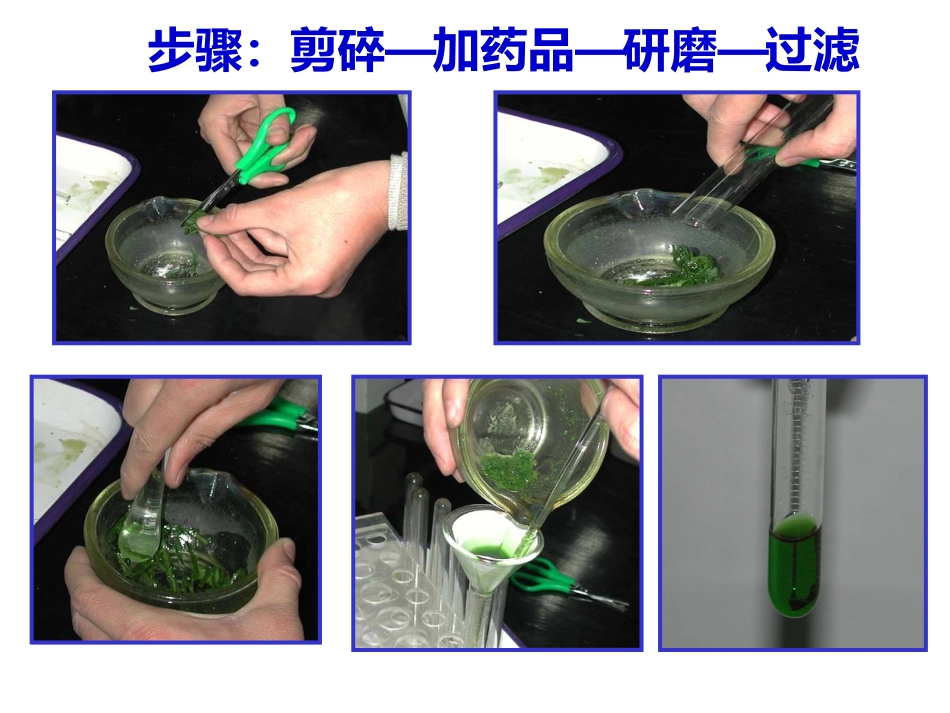 色素的提取与分离_第3页