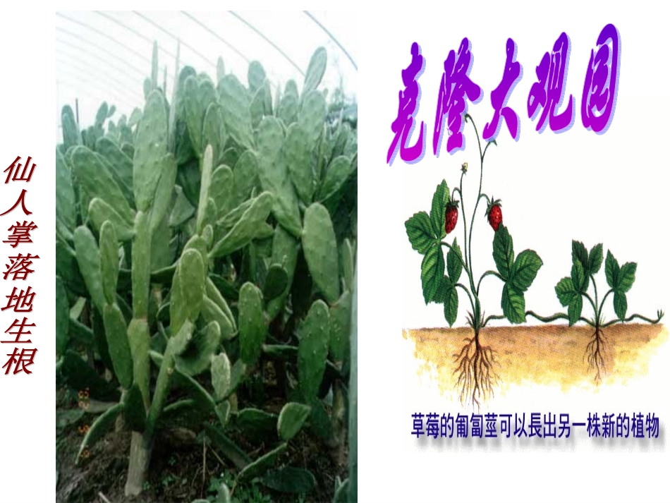 八年级语文奇妙的克隆课件_第1页