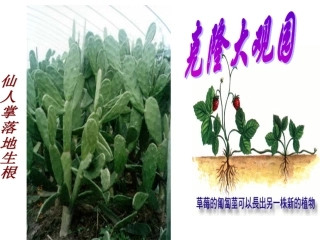 八年级语文奇妙的克隆课件
