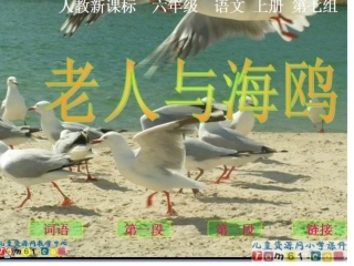 老人与海鸥讲课