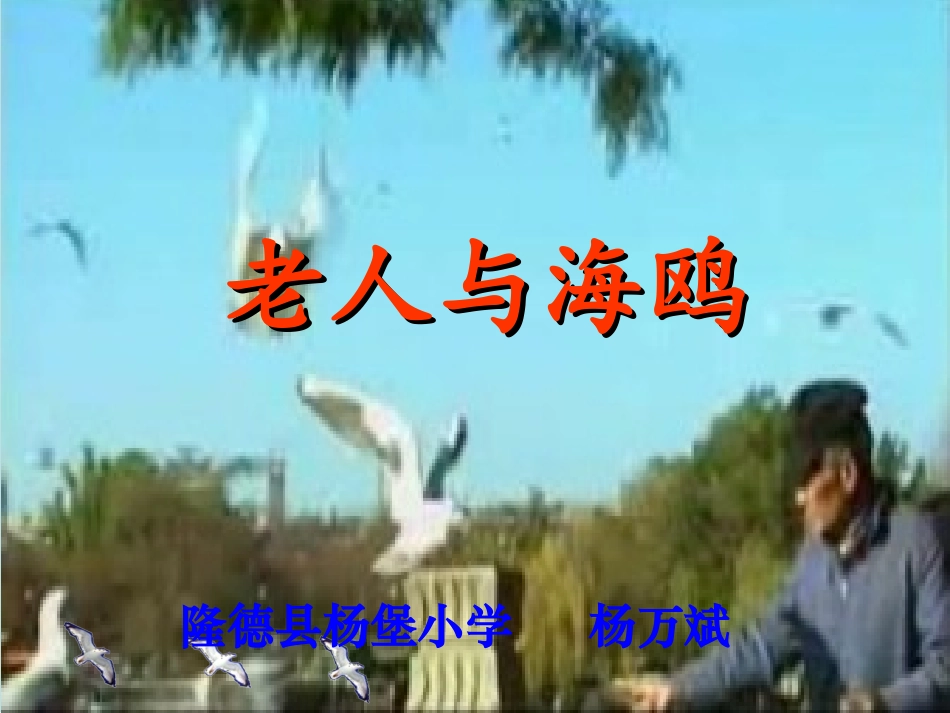老人与海鸥----杨万斌_第1页