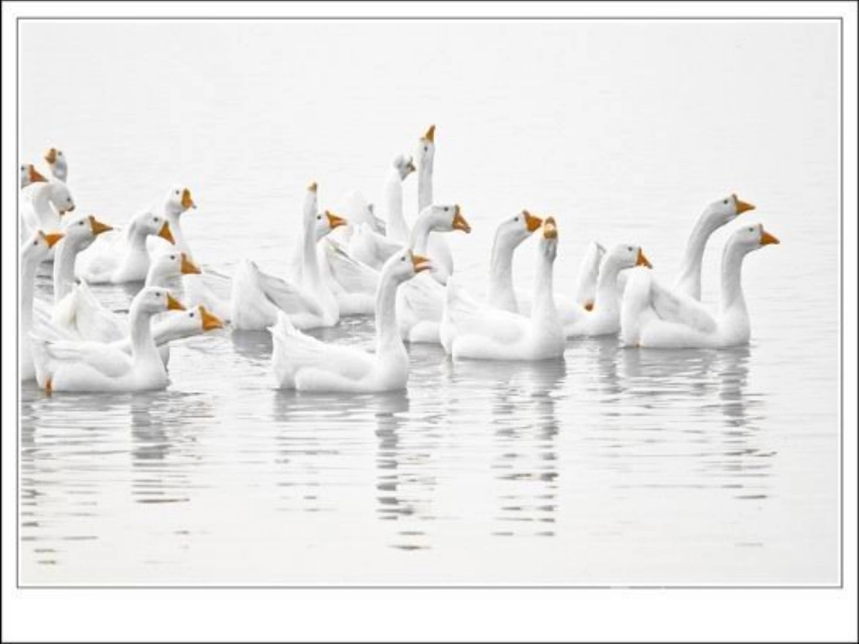 《白鹅》 (2)_第2页