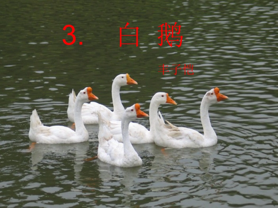 《白鹅》 (2)_第3页