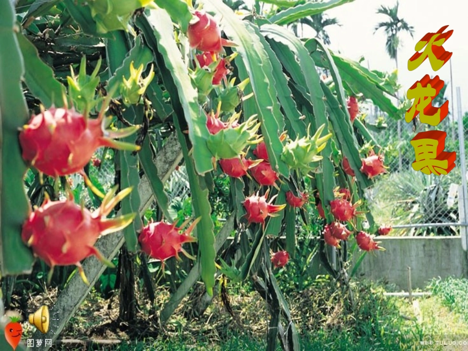 火龙果演示文稿_第1页