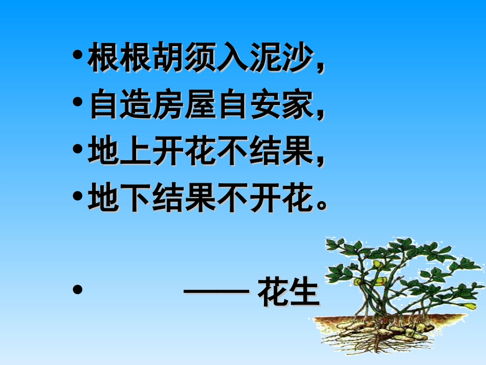 落花生课件语文赵安瑞作业2_第1页