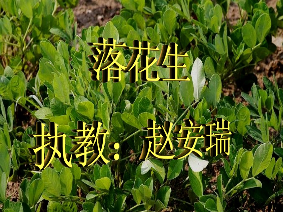 落花生课件语文赵安瑞作业2_第2页