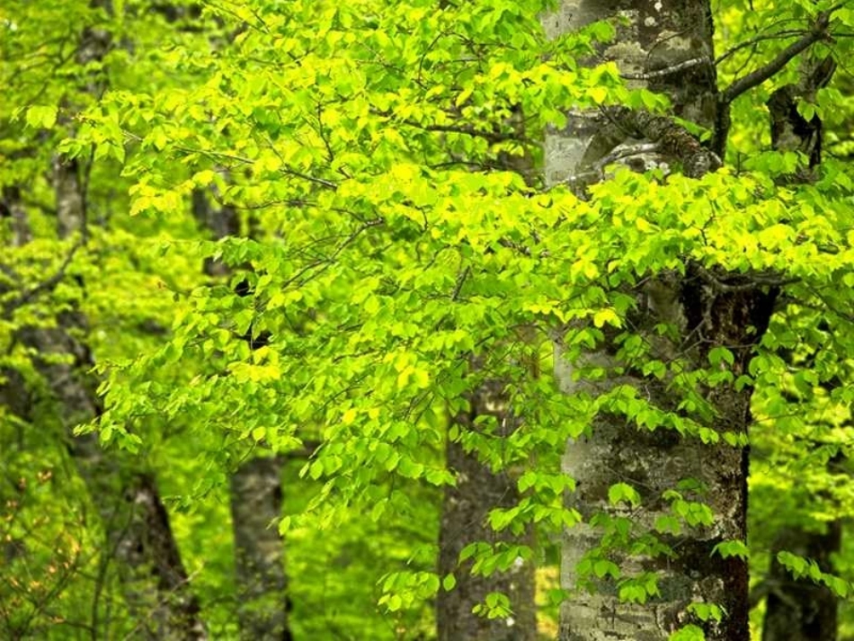 美丽的小兴安岭 (5)_第2页