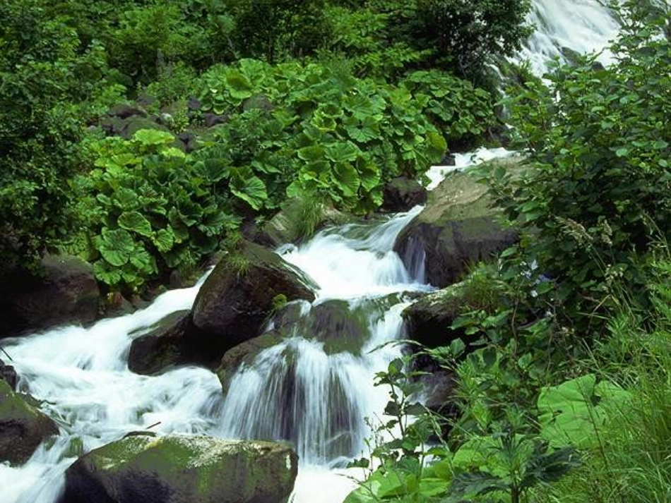 美丽的小兴安岭 (5)_第3页