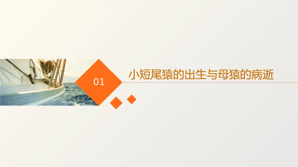 小短尾猿出生后母猿病逝这只鸽子一直和其相依相伴课件_第3页