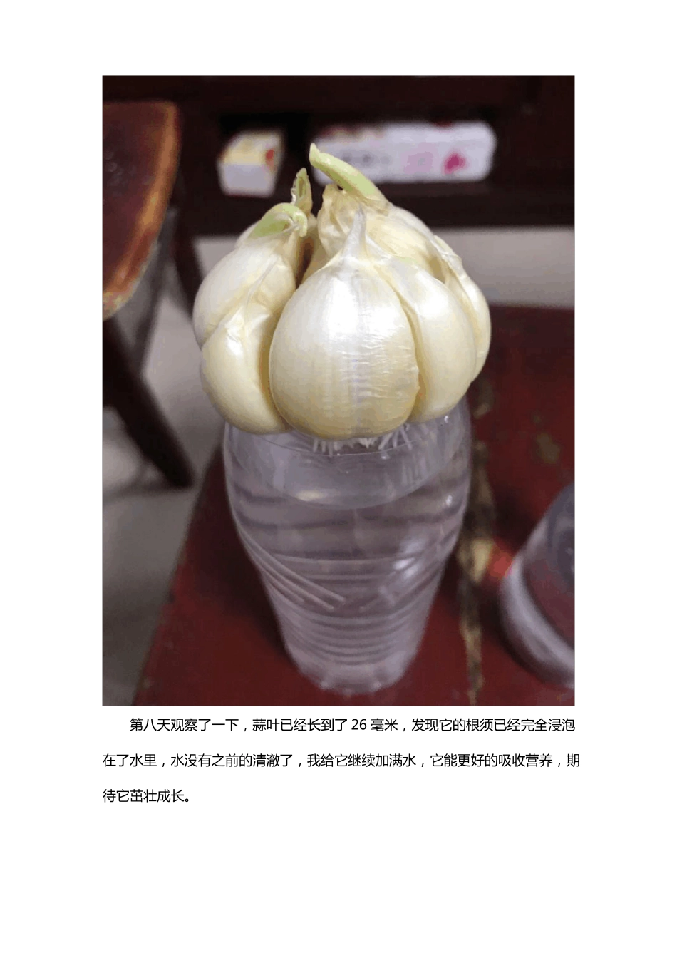 蒜叶的生长观察记录五年级下_第2页