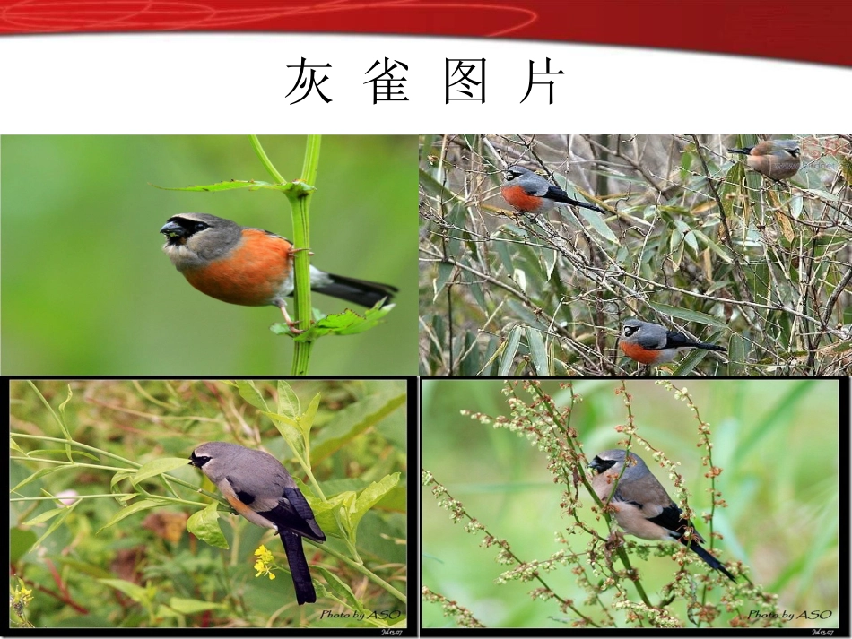 灰雀教学课件_第2页