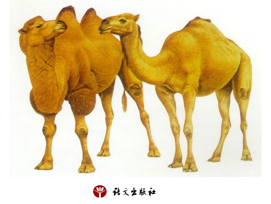 《骆驼寻宝记》课件_第2页